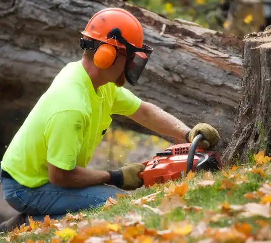 tree services Lakeside Park